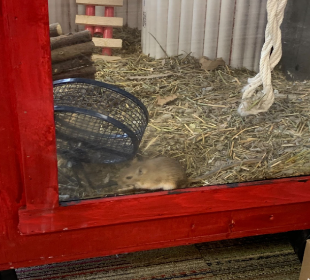 This is one of the gerbils in their new home. The other two are behind the logs taking a nap. 